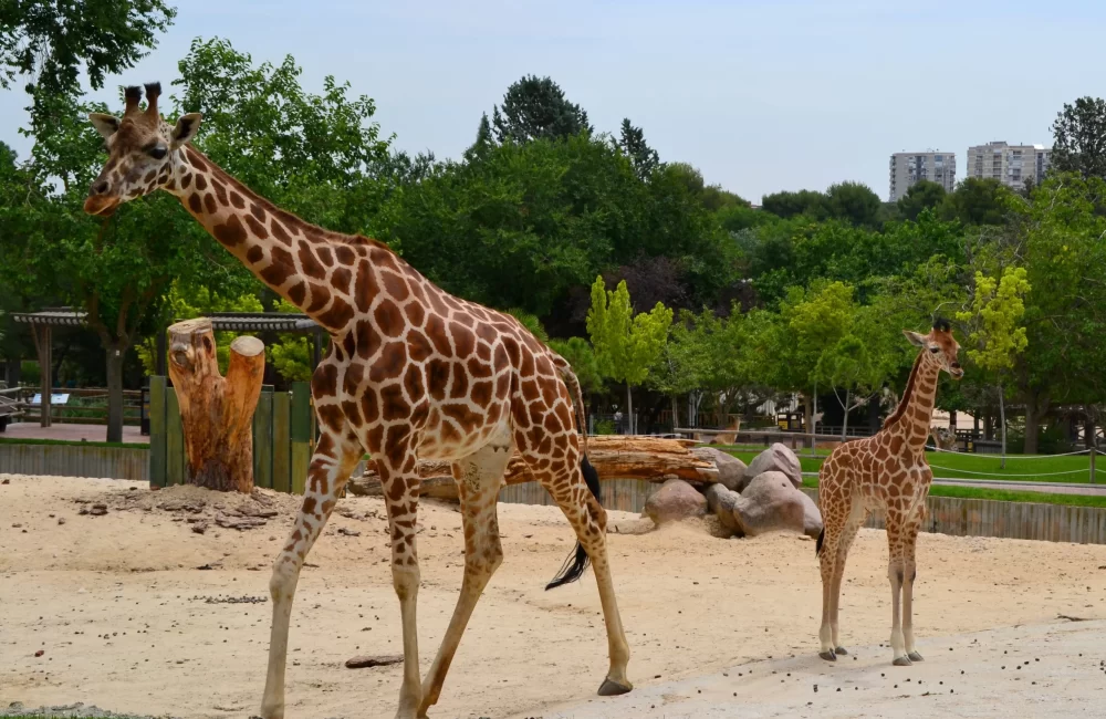 gradini-zoologice-din-romania--tarife-si-program
